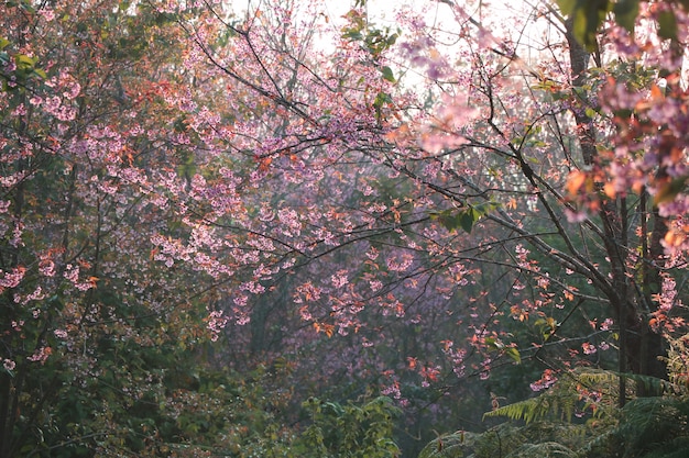 朝の時間に柔らかな光でカラフルな美しいヒマラヤの花