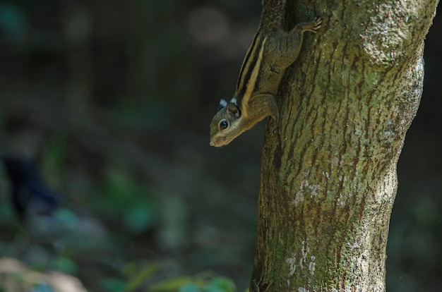 ヒマラヤの縞模様のリスまたはビルマの縞模様のリス