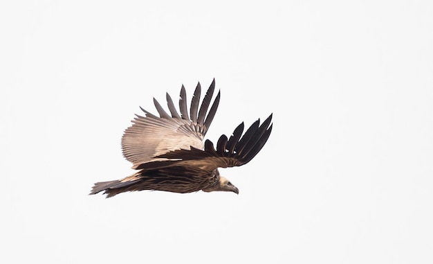 Himalayan vale gier Gyps himalayensis vliegen in de lucht