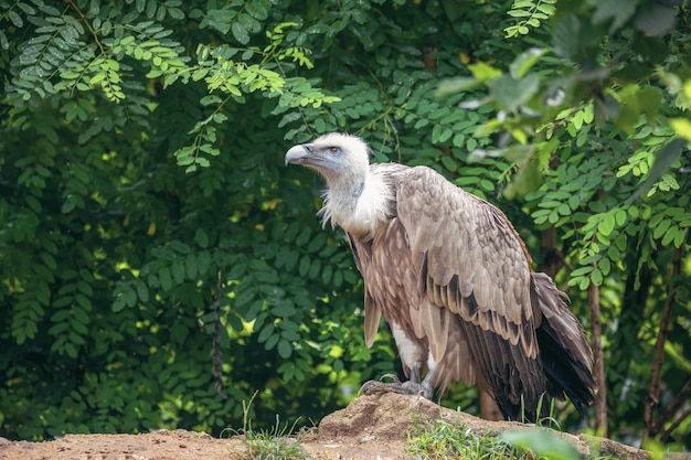 Photo himalayan vulture or himalayan griffon vulture