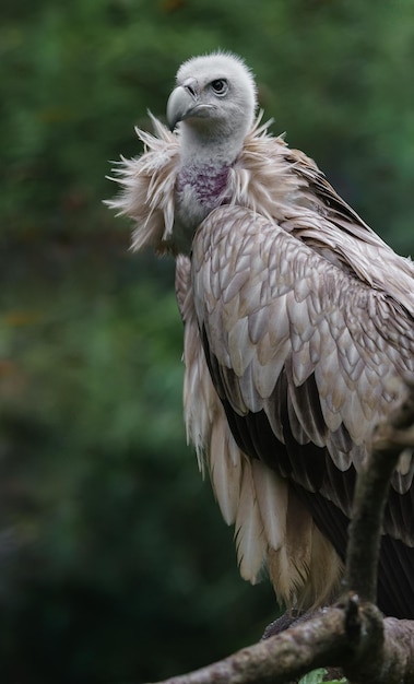 Himalayan vulture