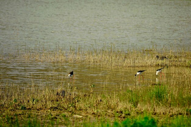 Himantopus Himantopus - The common cranksman, caadriform bird of the family Recurvirostridae