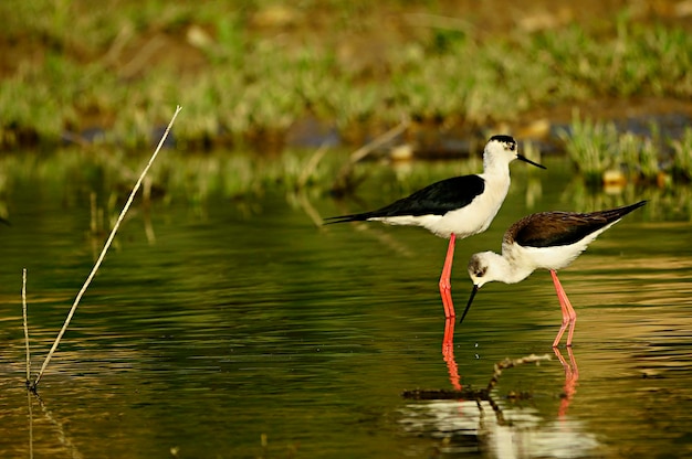 Himantopus Himantopus - The common cranksman, caadriform bird of the family Recurvirostridae. 