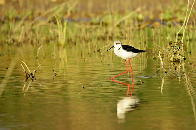 Himantopus Himantopus - The common cranksman, caadriform bird of the family Recurvirostridae. 