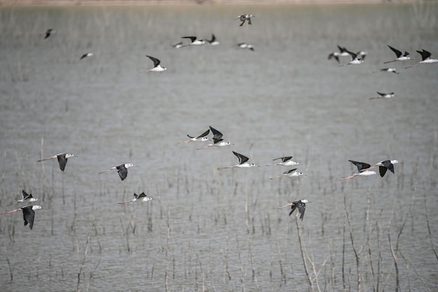 Himantopus himantopus is een soort caradriform vogel in de familie Recurvirostridae