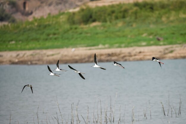 Himantopus himantopus is a species of caradriform bird in the Recurvirostridae family