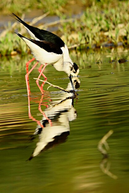 Фото himantopus himantopus - обыкновенный чудак, головоногая птица семейства recurvirostridae.