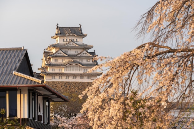 Фото Замок химедзи во время захода солнца с вишневыми цветами в полном цвете весной хёго, япония