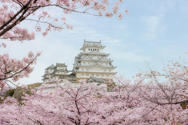 일본 오사카 근처의 효고에서 봄 시즌에 벚꽃이 피는 히메지 성.