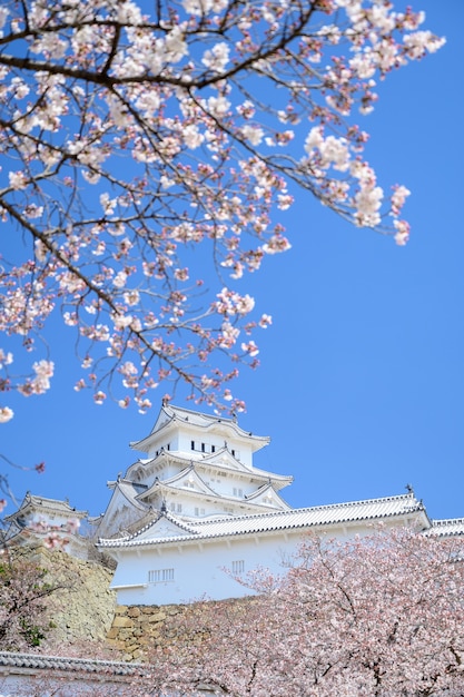 写真 青い空と前景に桜や桜が咲く姫路城。