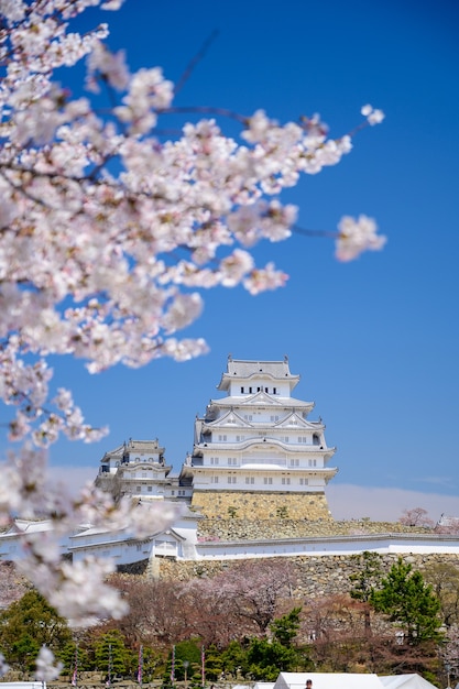 Photo himeji castle with blue sky and sakura or cherry blossom in foreground.