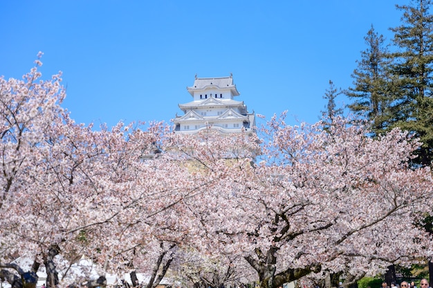 Himeji castle with blue sky and sakura or cherry blossom in foreground.