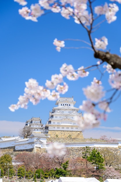 Himeji castle with blue sky and sakura or cherry blossom in foreground.