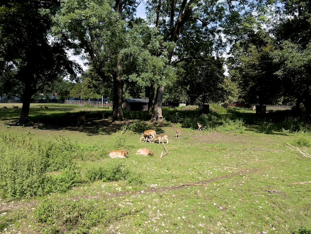 The hind breastfeeds her children