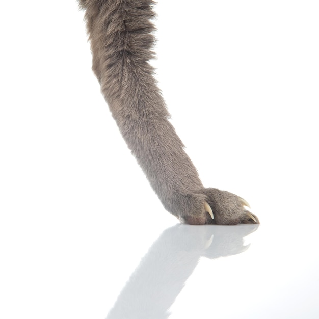 Foto zampe posteriori di questo gatto su un primo piano sfondo bianco