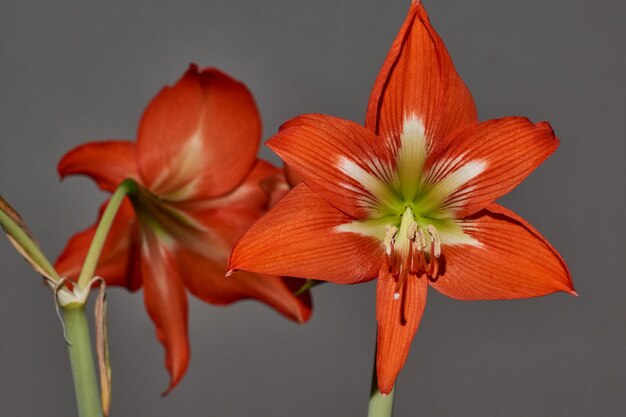 Hippeastrum bloeit Hippeastrum lat Hippeastrum is een geslacht van planten in de Amaryllis-familie