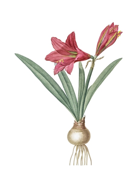 ヒペアストラム (Hippeastrum) の花のピング (png) スティッカー ヴィンテージの植物学イラスト 透明な背景