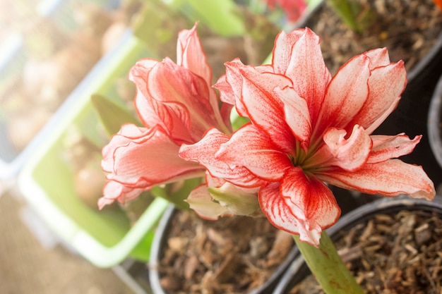 Hippeastrum johnsonii Bury was planted in a pot at a wooden leg market.