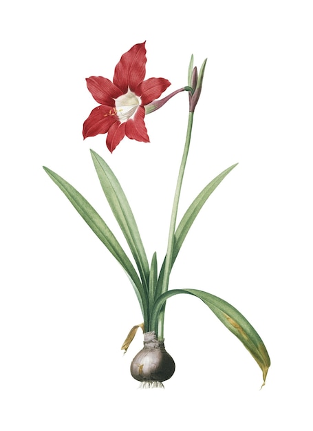 ヒップアストラム PNG スティッカー ヴィンテージ 植物学 イラスト 透明な背景