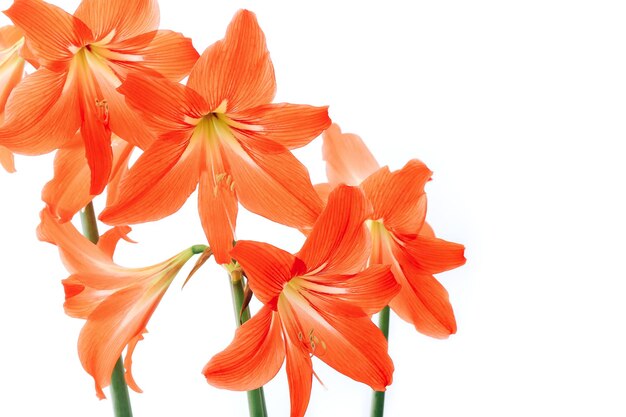 Hippeastrum rutilum in piena fioritura su sfondo bianco