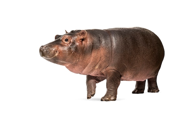 Детеныш бегемота, 3 месяца, изолированный, Hippopotamus amphibius