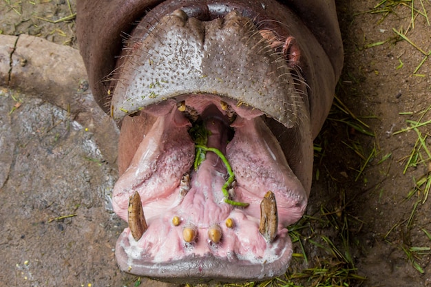 Foto hippo eet groenten.