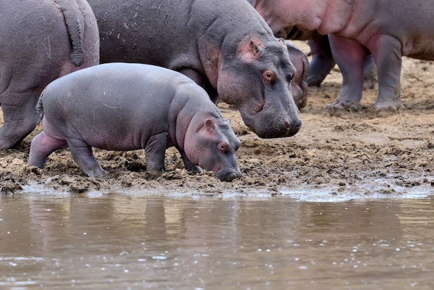 Hippo familie. Kenia, Afrika