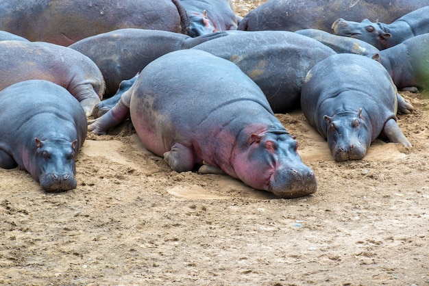 水外のカバ科（Hippopotamus amphibius）