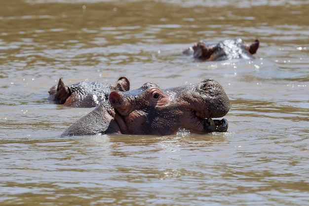 Семья бегемотов (Hippopotamus amphibius) в воде, Африка