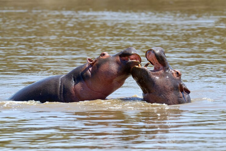 Photo hippo family (hippopotamus amphibius) in the water, africa