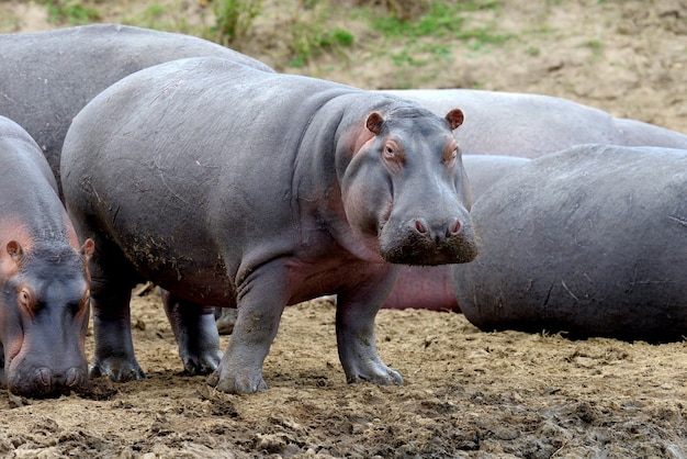 Hippo family in mud