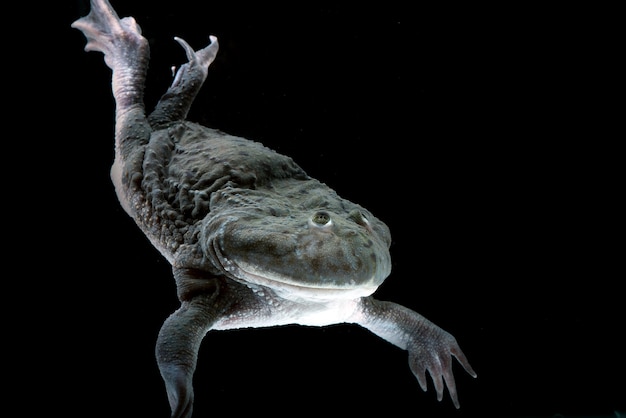 Hippo frog swimming in the water  Lepidobatrachuslaevis