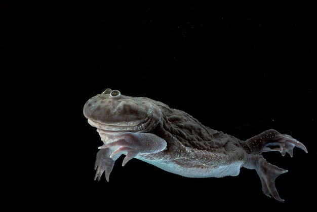 Hippo frog swimming in the water  Lepidobatrachuslaevis