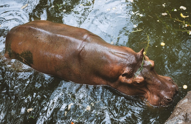 Hippo in green water