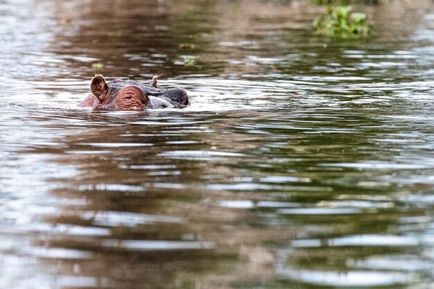 Hippo Head Peeking Out of Water