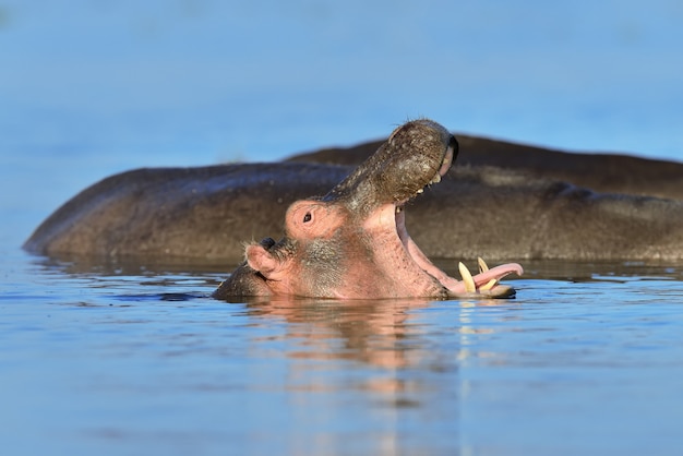 사진 물속의 하마 (hippopotamus amphibius)