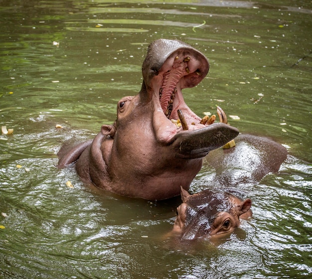 hippo / The hippopotamus, mostly herbivorous mammal in sub-Saharan Africa.