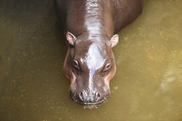 Hippo in dierentuin