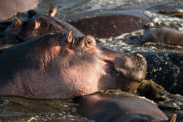 Hippo in het Serengeti National Park