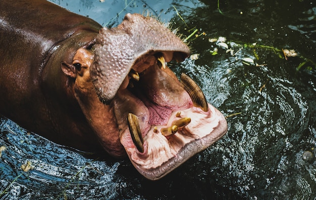 写真 水の中のカバ