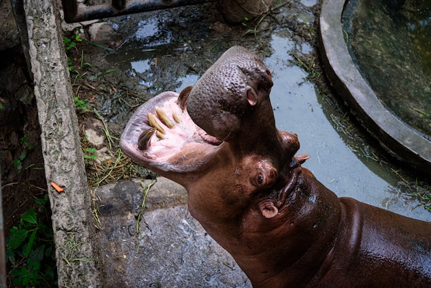 The hippo is opening his mouth to eat, Hippopotamus; Hippo