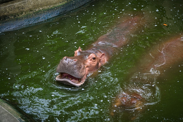 The hippo is opening his mouth to eat, Hippopotamus; Hippo