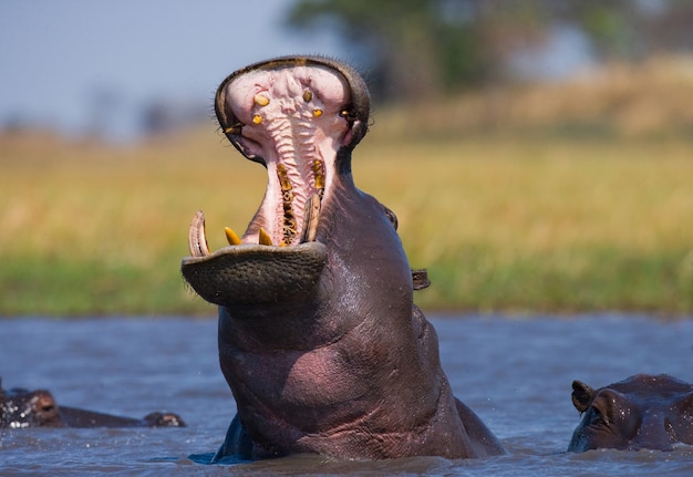 Hippo is sitting in the water, opening his mouth and yawning 