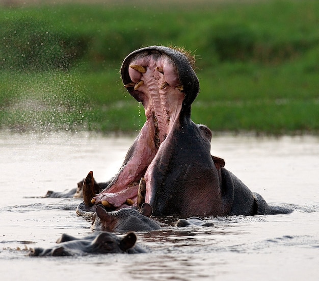 Hippo is sitting in the water, opening his mouth and yawning 