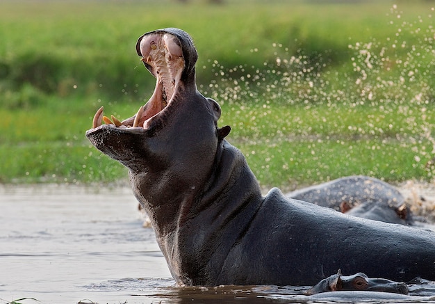 Hippo is sitting in the water, opening his mouth and yawning 