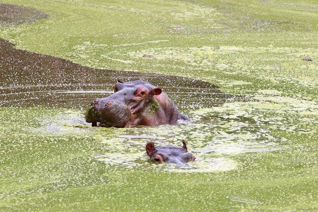 Foto hippo met open mond zwemmen in het meer