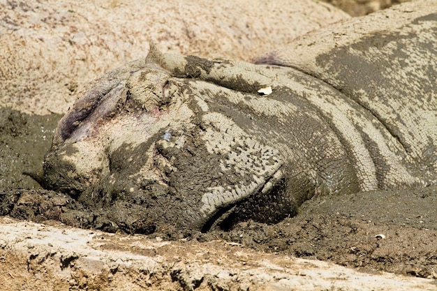 hippo resting in the mud