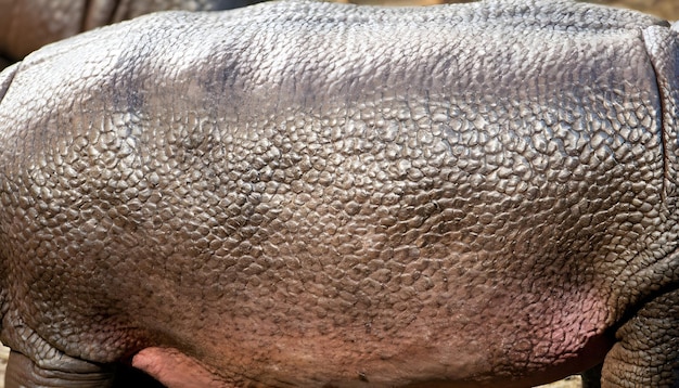 Hippo skin