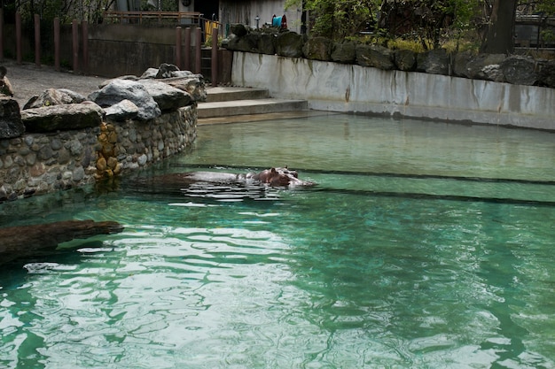 Hippo swimming in water danger animal in zoo Hippopotamus enjoying submerge and pop up on the water surface in Philadelphia zoo