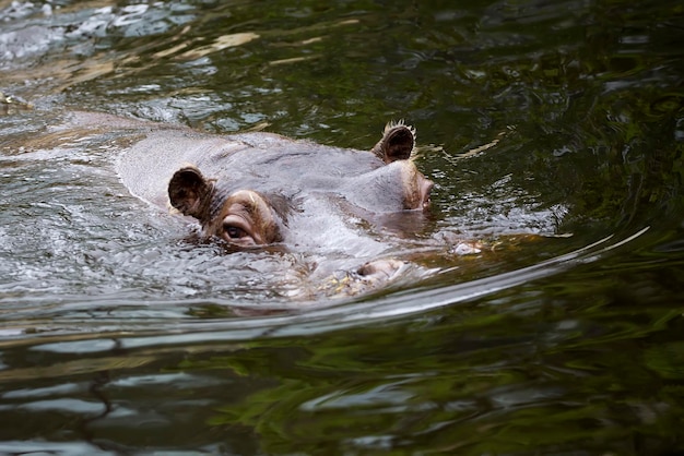 水の中のカバ